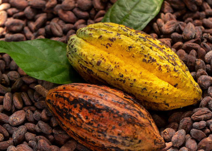 Cocoa seeds by Plant for the Planet